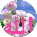 wafaa abed sharef
